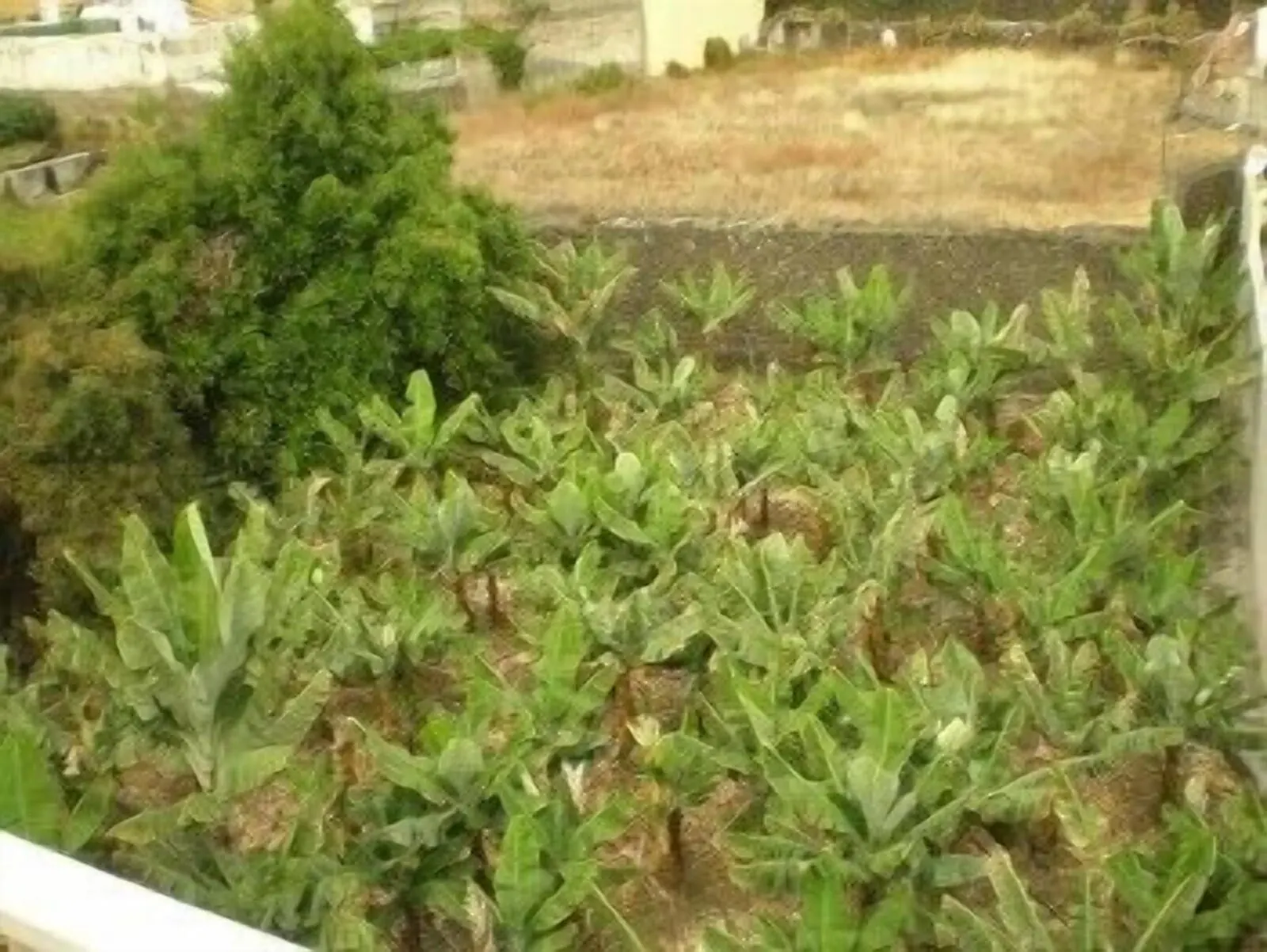 Hotel Tejuma: A rooftop garden with various plants and a small tree