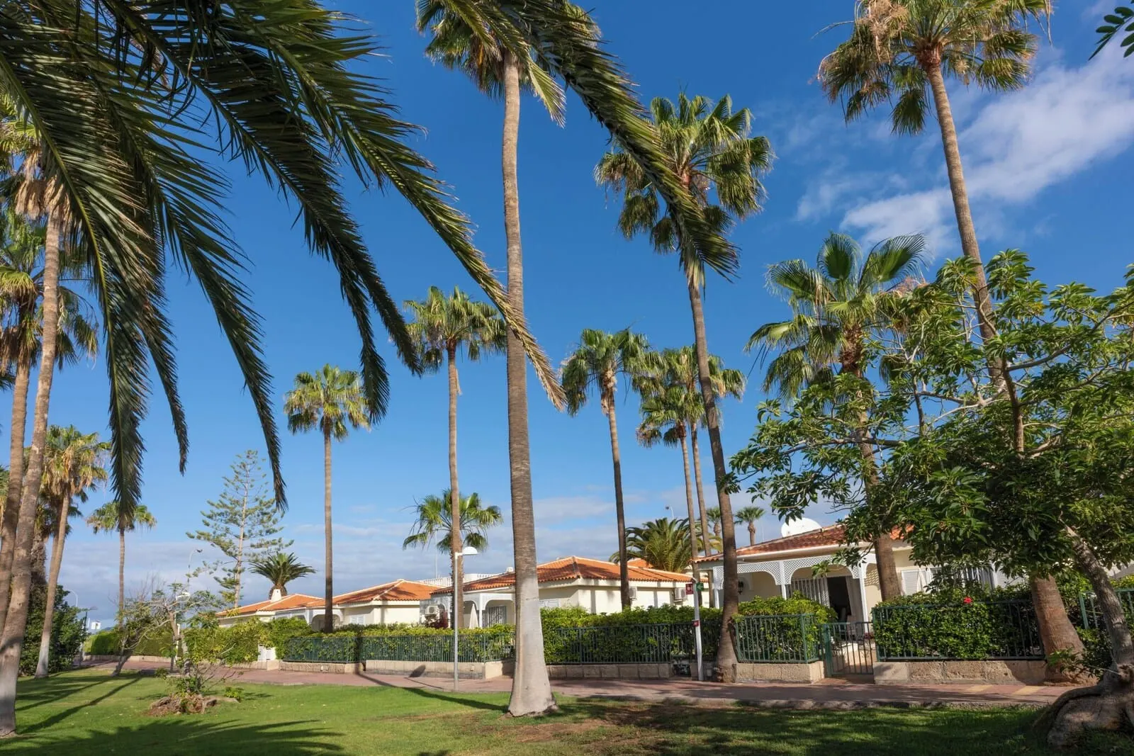 Ona Sueño Azul: A courtyard with tall palm trees, a building with a tiled roof