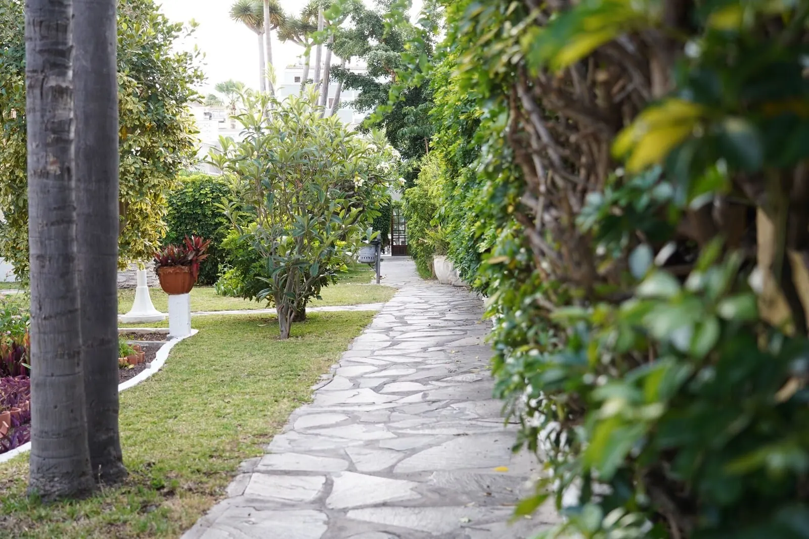 Hotel RF San Borondón: A stone pathway in a garden with various plants and trees