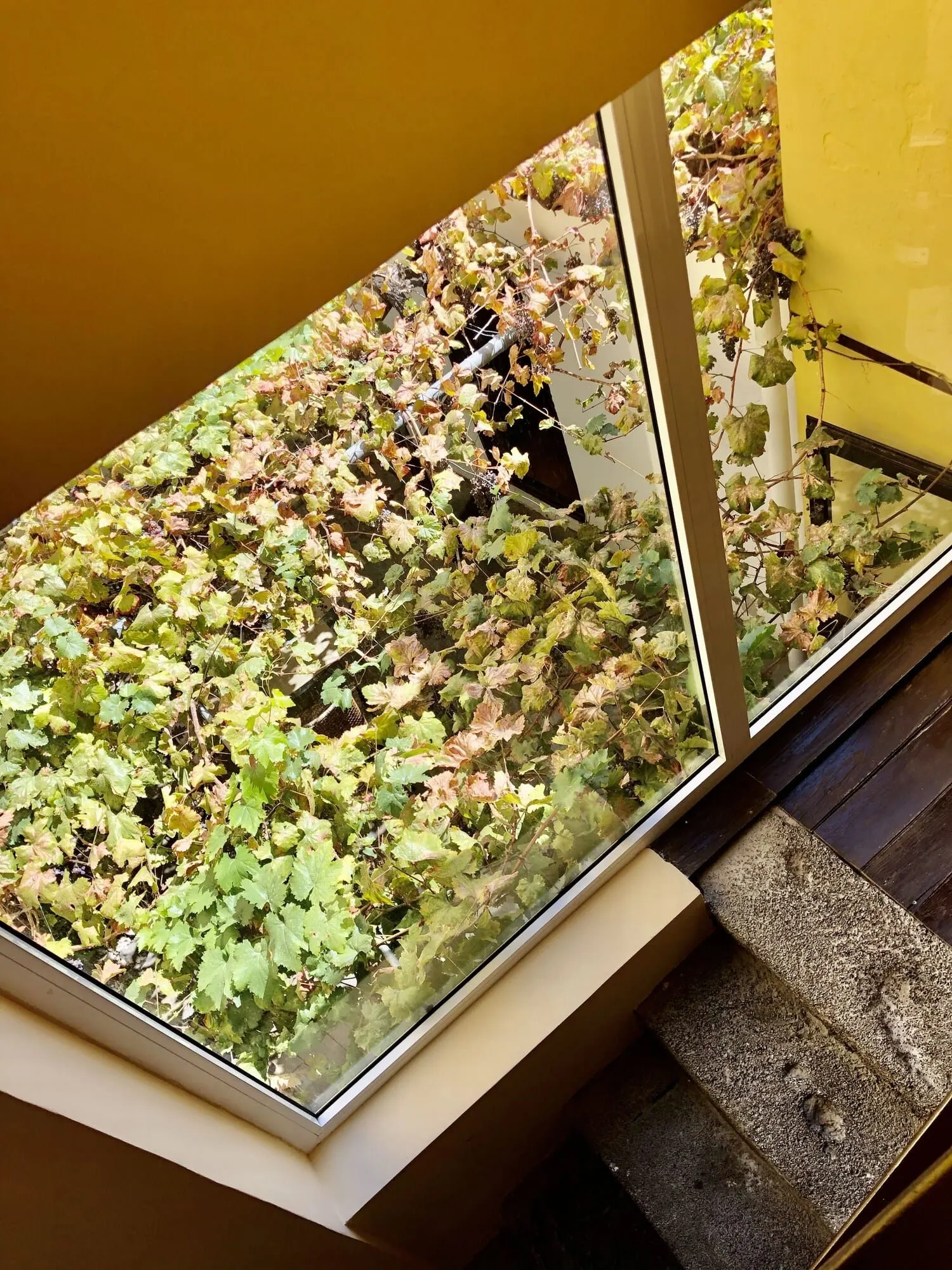 Hotel Rural Vilaflor: A window with a view of a garden area, including a pergola and climbing plants