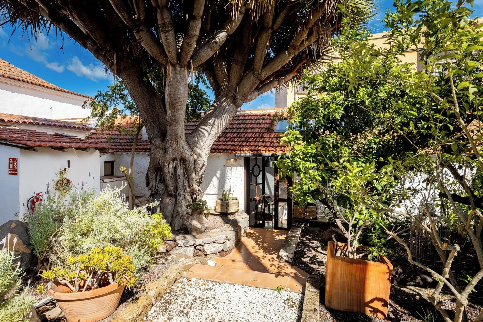 Hotel Duque de la Torre: A courtyard with a large tree, potted plants, and a tiled roof