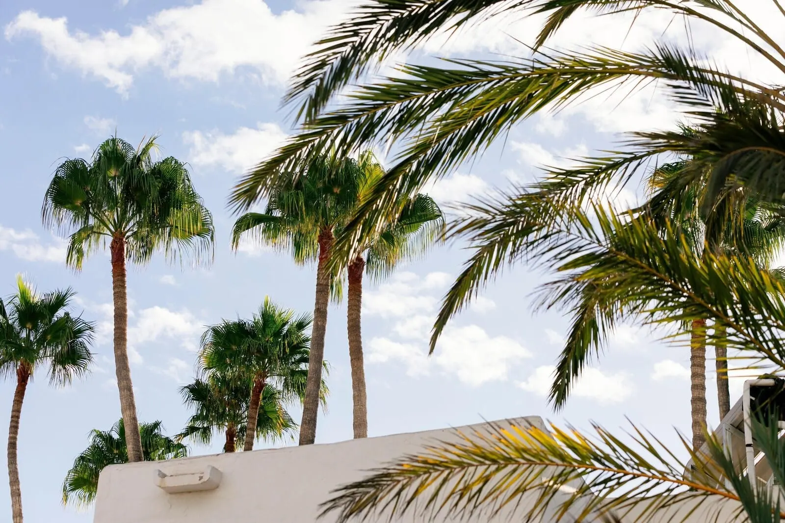 HD Parque Cristóbal Tenerife: A row of palm trees against a clear sky