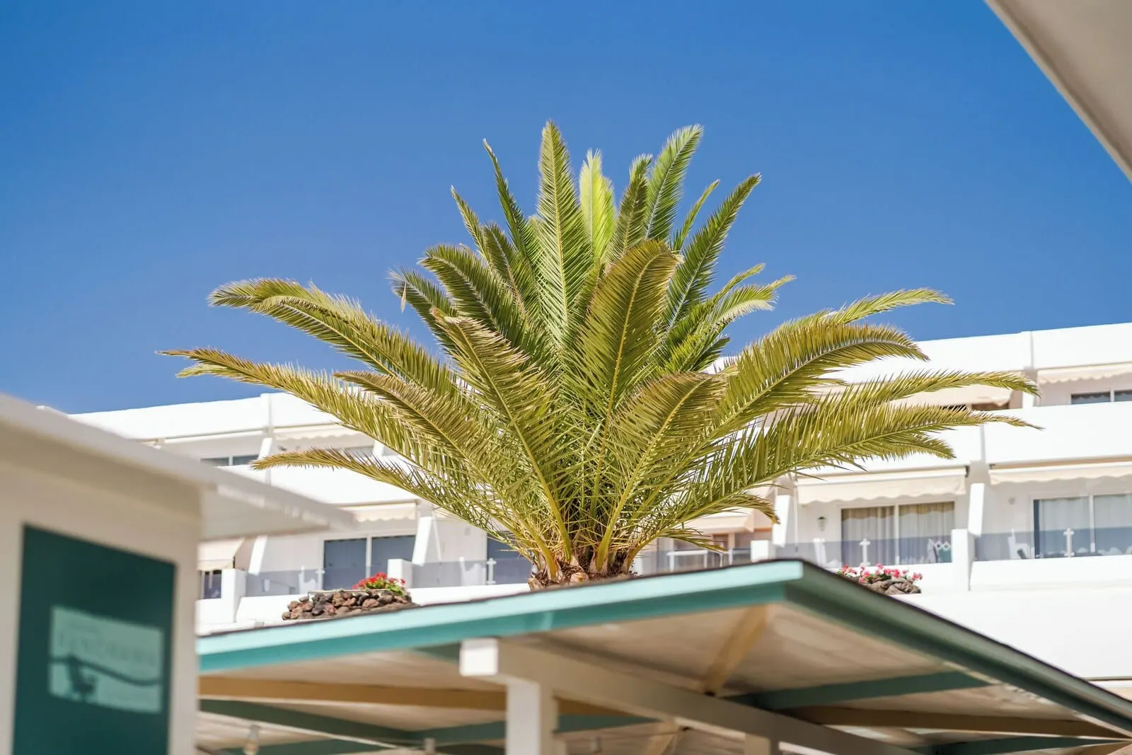 HOVIMA Panorama: A palm tree in a courtyard with a clear blue sky