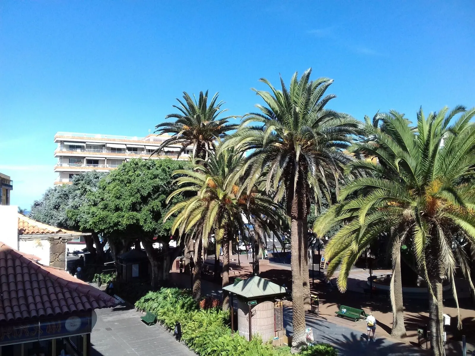 Hotel Tropical: A courtyard with palm trees, a tiled-roof building