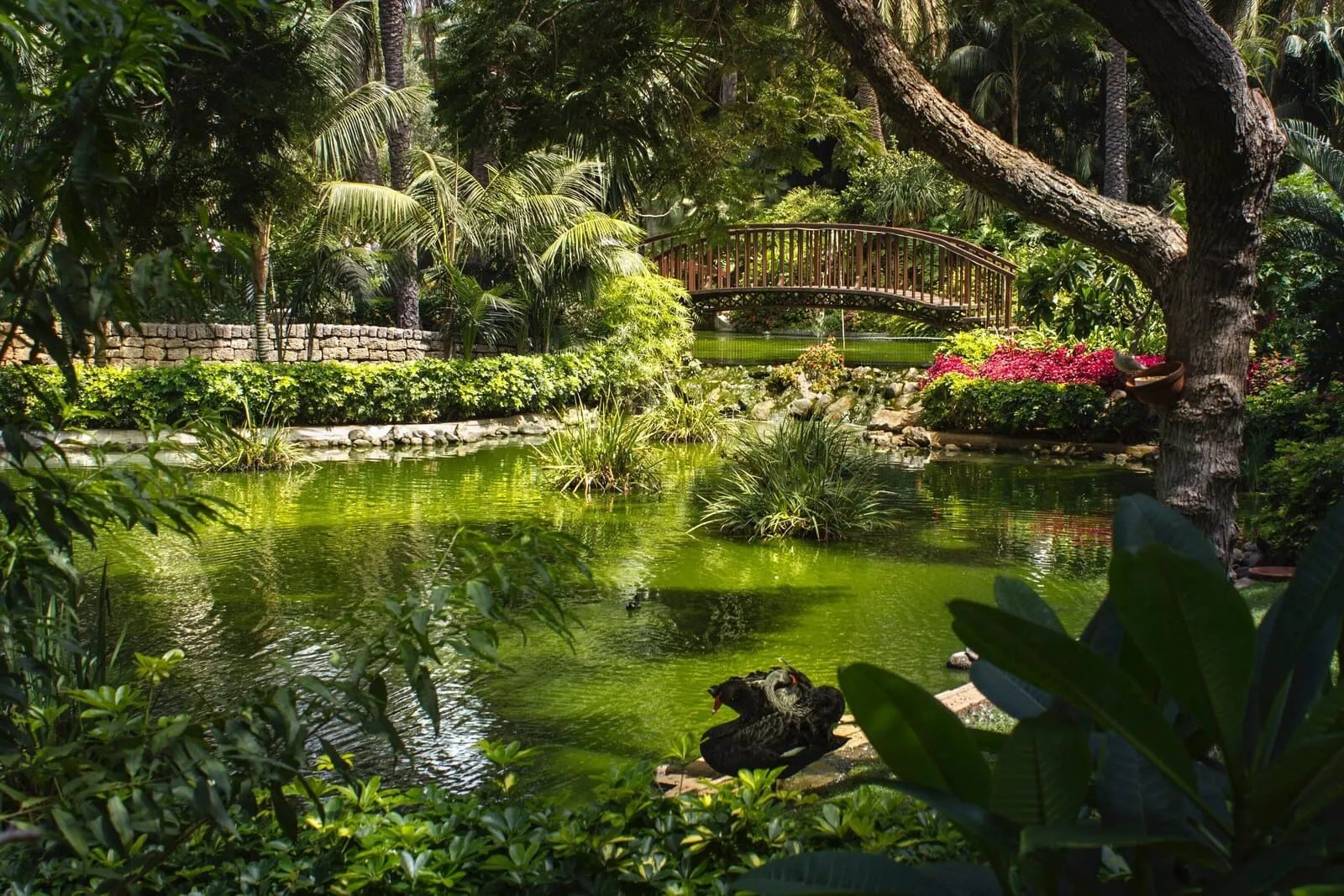 Hotel Botánico & The Oriental Spa Garden: A tranquil garden with a pond, a wooden bridge, and lush greenery