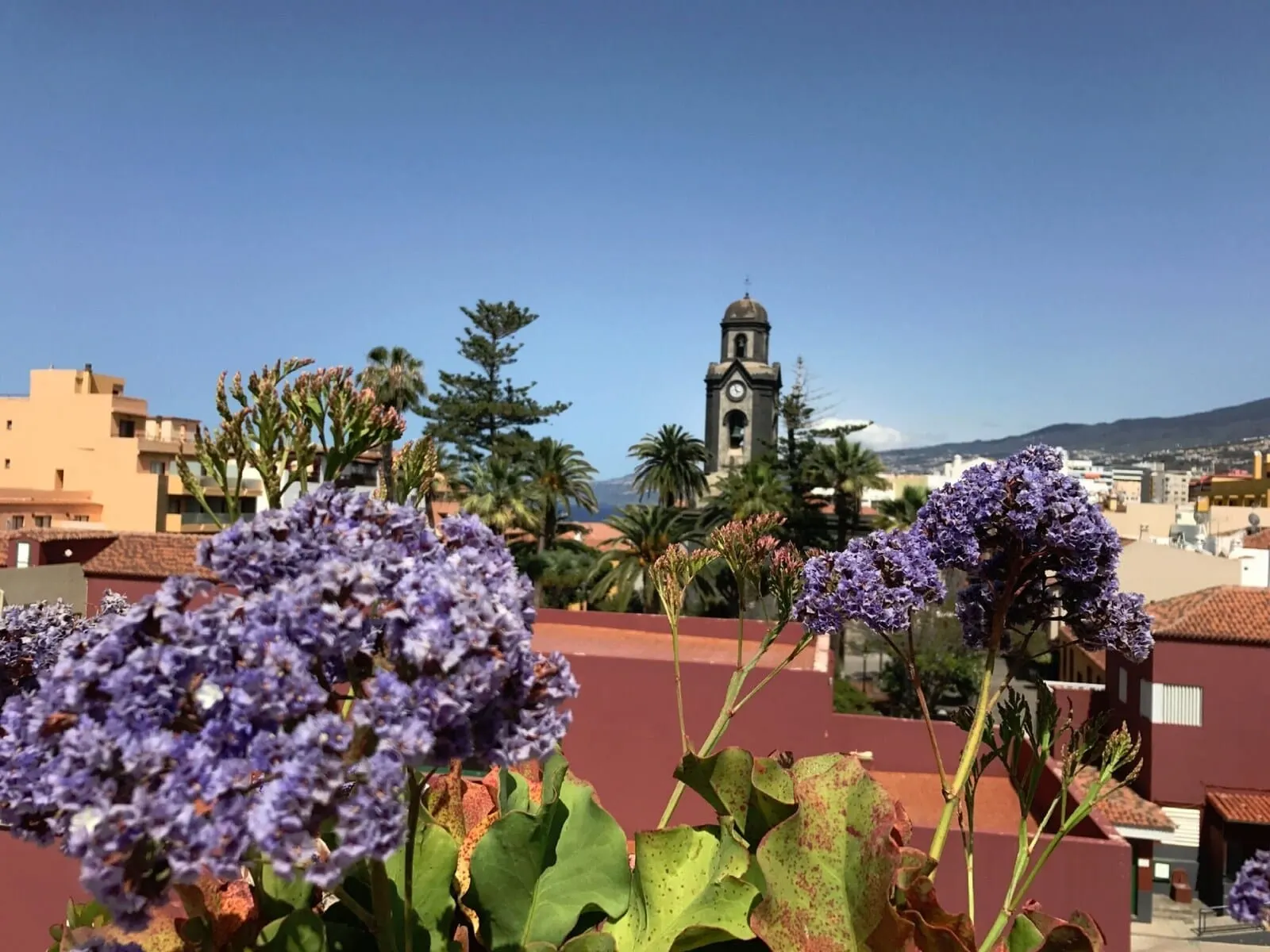 4Dreams Hotel: A view of a building with a clock tower, surrounded by greenery and purple flowers