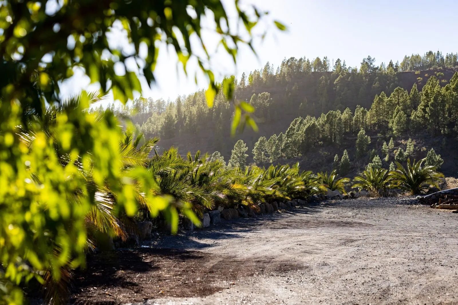 Hotel Alta Montaña: A gravel path with rows of palm trees and a forested hillside in the background