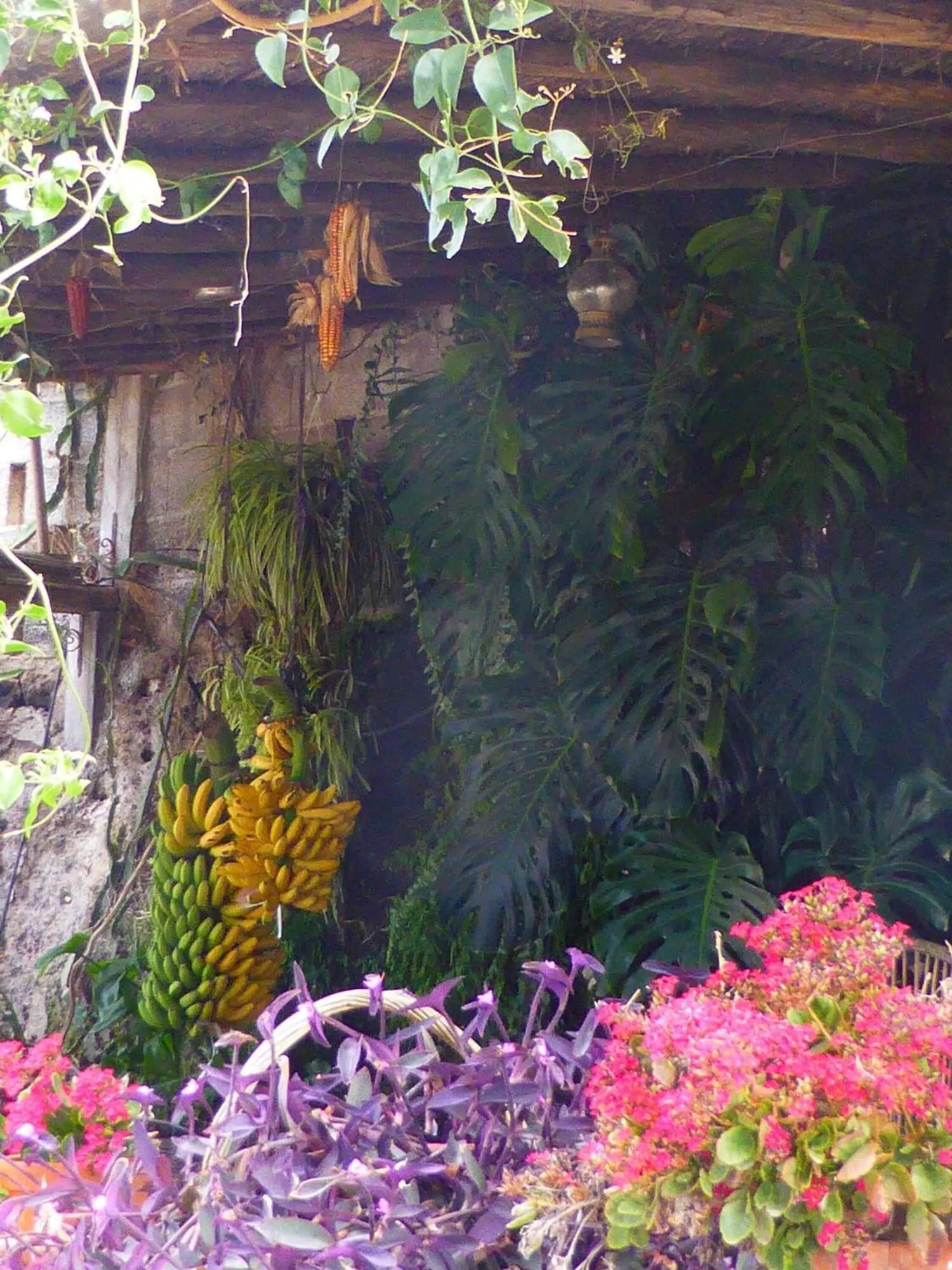 Hotel Rural El Navío: A rustic interior with hanging plants, a wooden ceiling, and a variety of greenery