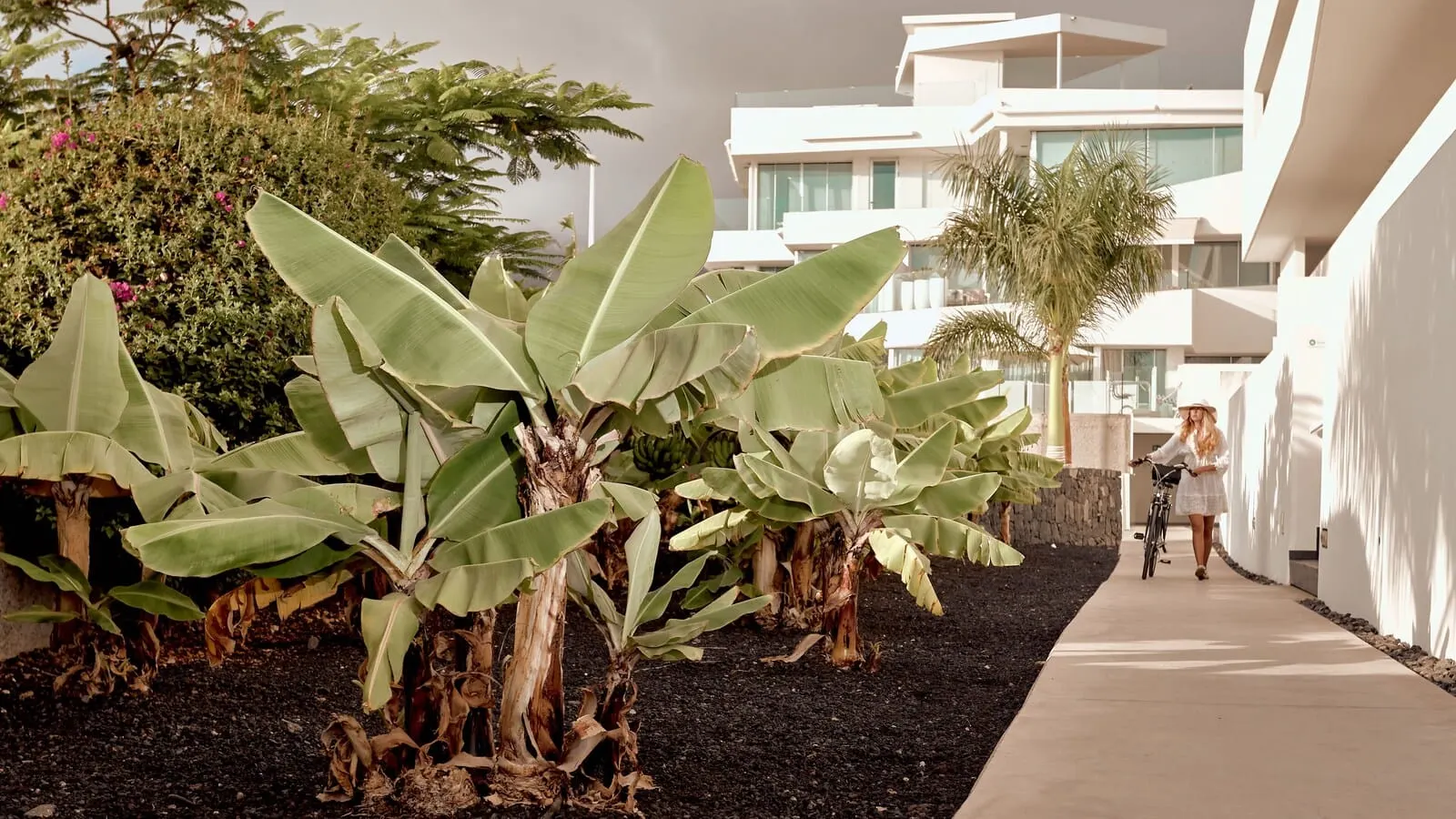Domes Baobab Suites: A modern building with a paved walkway, large banana plants, and a palm tree