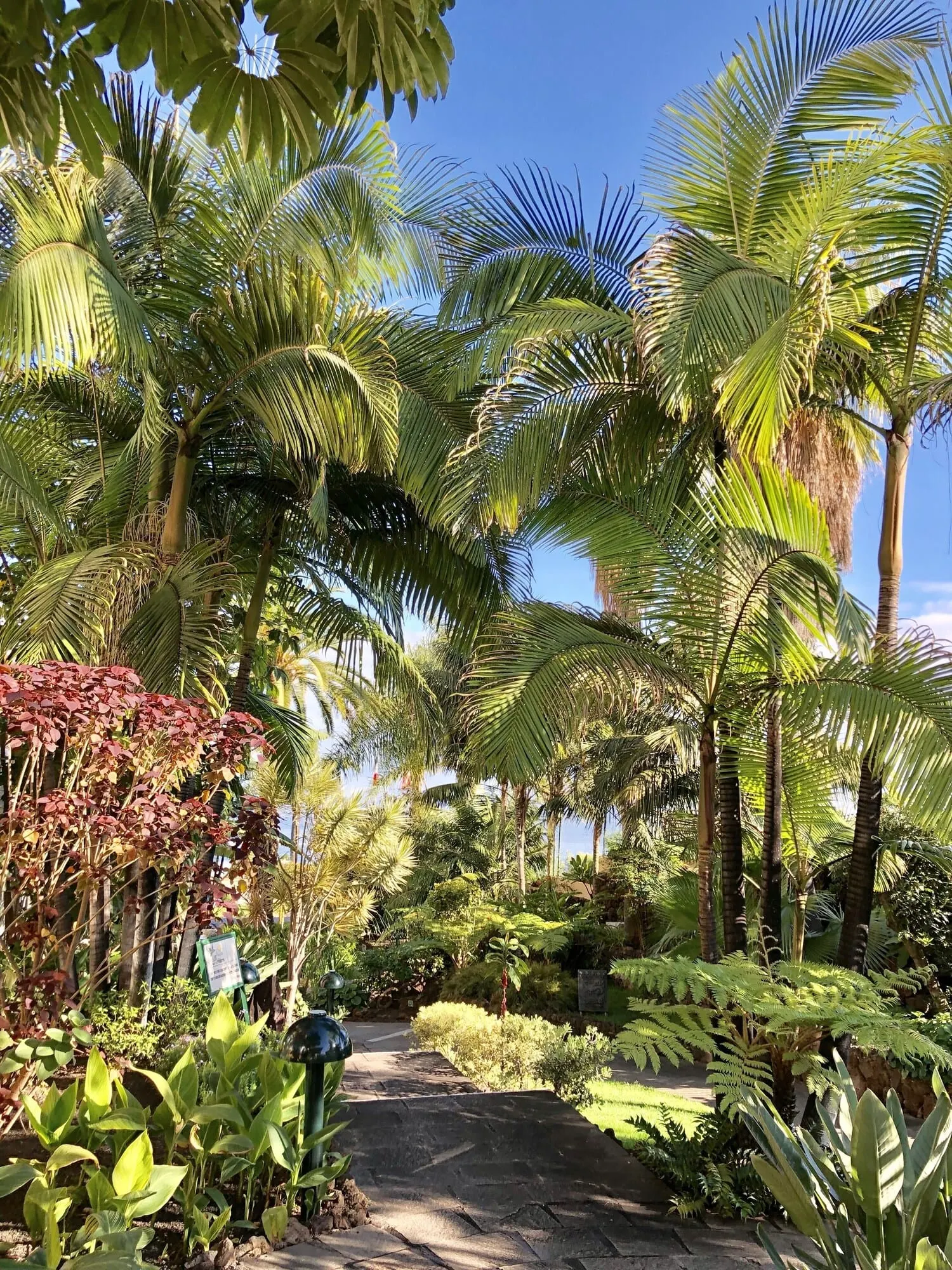 Hotel Tigaiga: A pathway surrounded by various tropical plants and palm trees