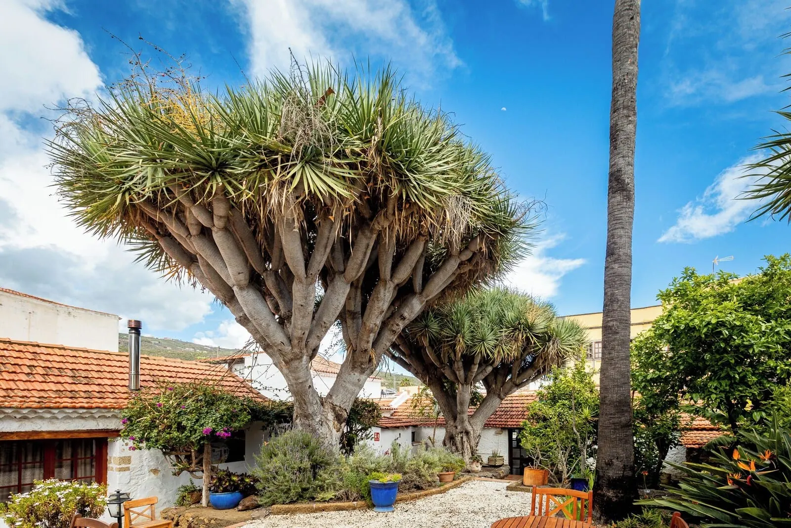 Hotel Duque de la Torre: A courtyard with a large tree, a white building with a tiled roof, and potted plants