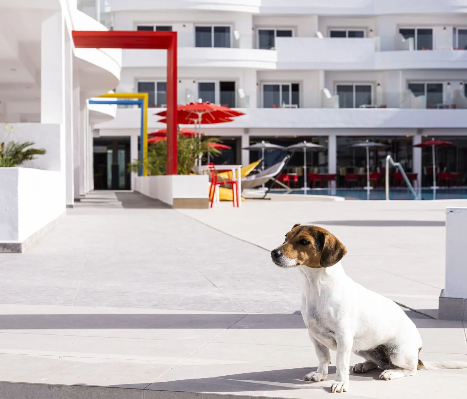 Sholeo Lodges Los Gigantes: A dog sitting on a patio with a pool and outdoor seating in the background