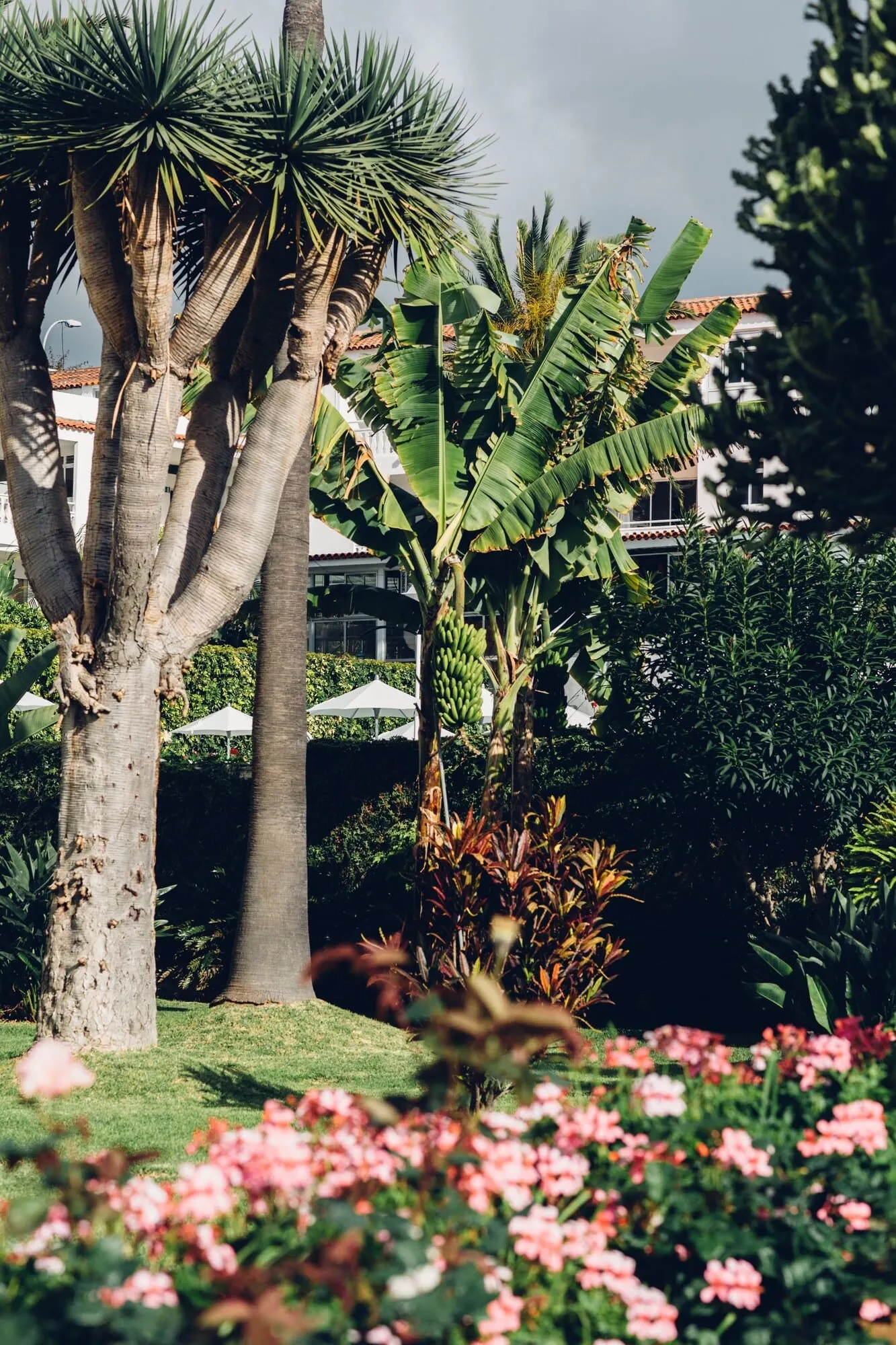 Route Active Hotel: A garden with palm trees, a banana plant, and pink flowers