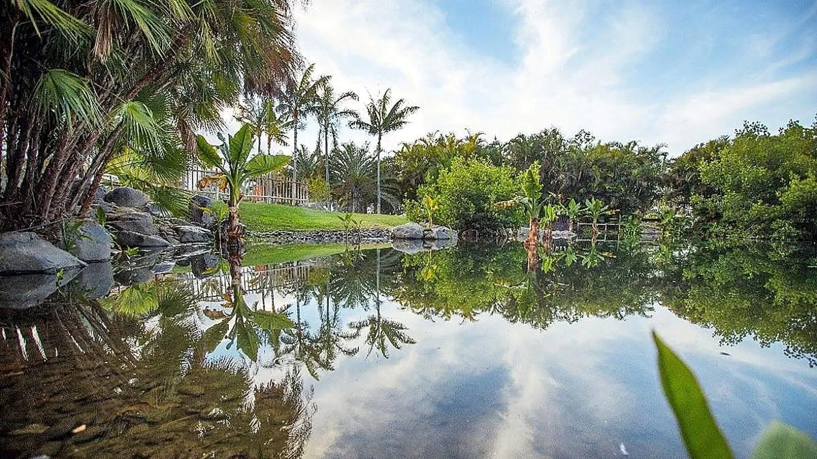 Adonis La Suite: A tranquil pond with clear reflections, surrounded by lush greenery and palm trees